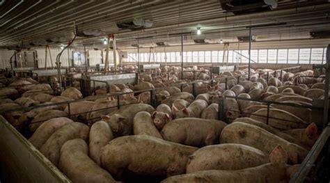 hog factory farms and water